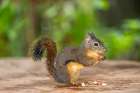 Issaquah, Washington State, USA. Wet Douglas squirrel stuffing multiple peanuts in its mouth Art Print